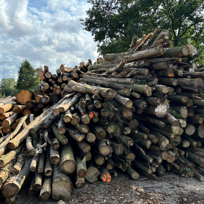 Buchenholz vorgelagert