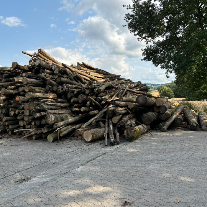 Buchenholz vorgelagert